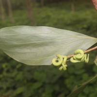 Acacia mangium Willd.